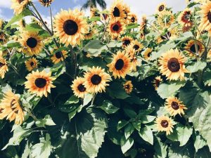 sunflowers-tiffanyteruna